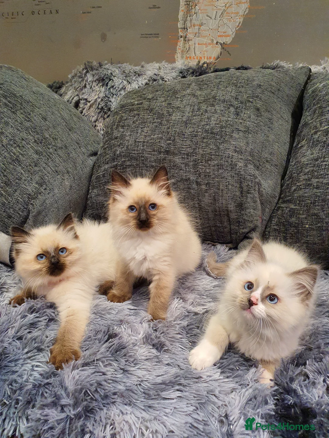 Ragdoll cats for sale: 💖Beautiful GCCF Registered Ragdoll Kittens💖 - Advert 3