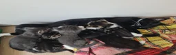 Mixed Breed cats for sale: Kittens - Advert 2