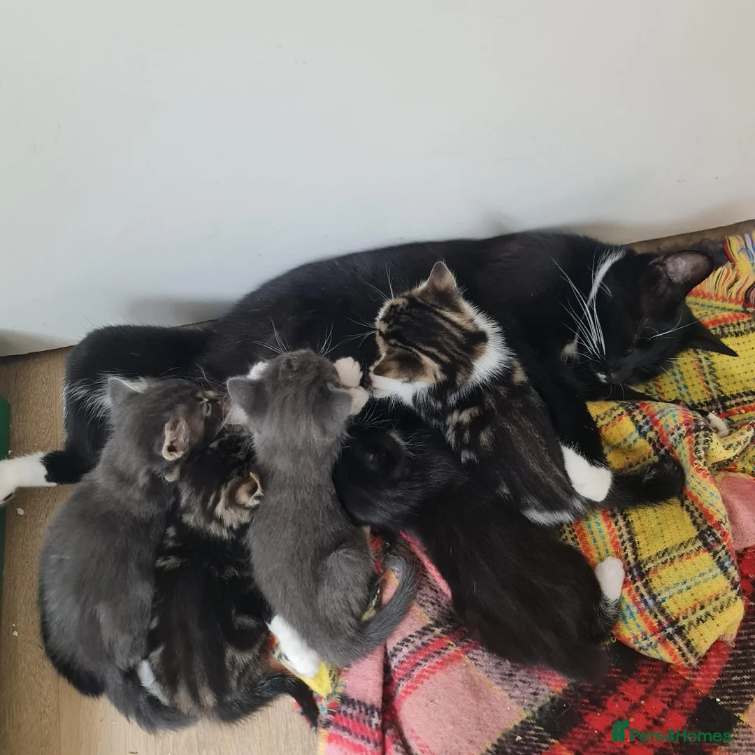 Mixed Breed cats for sale: Kittens - Advert 2