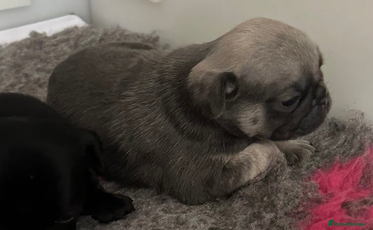Pug dogs - Advert 6