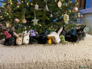 Mixed Breed rabbits Mini Lop Cross Baby Rabbits - Advert 11