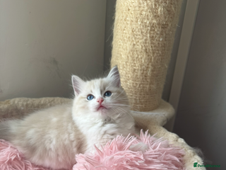 Ragdoll cats - Advert 32