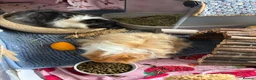 Guinea Pig rodents for sale: 2 male guinea pigs  in Stalybridge - Advert 4