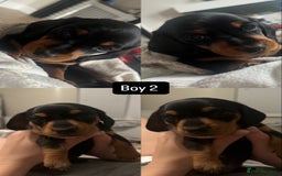 Miniature Dachshund dogs for sale: Miniature daschunds  READY TO LEAVE 29th SEPT - Image 2