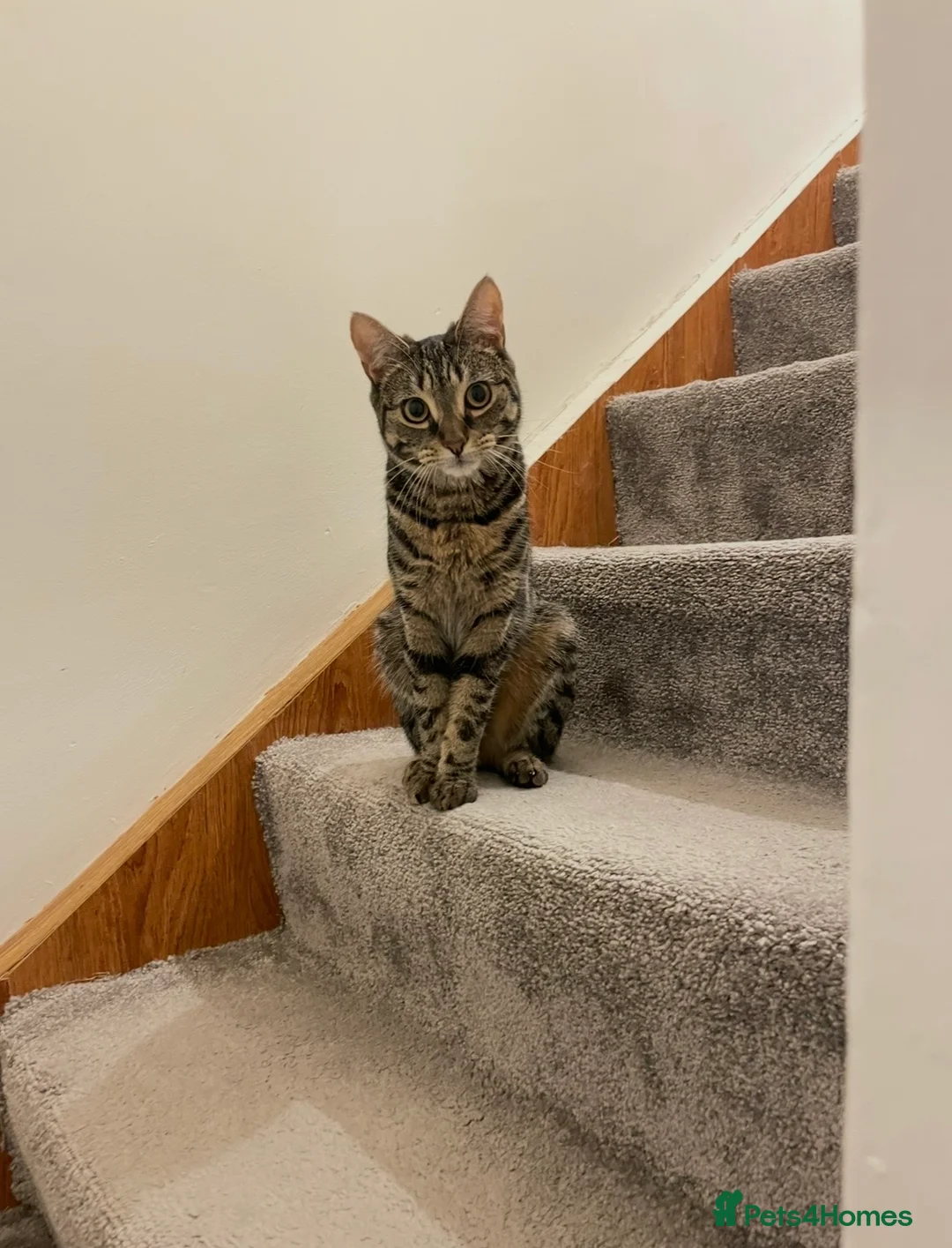 Bengal cats for sale: Cat for sale - Advert 1