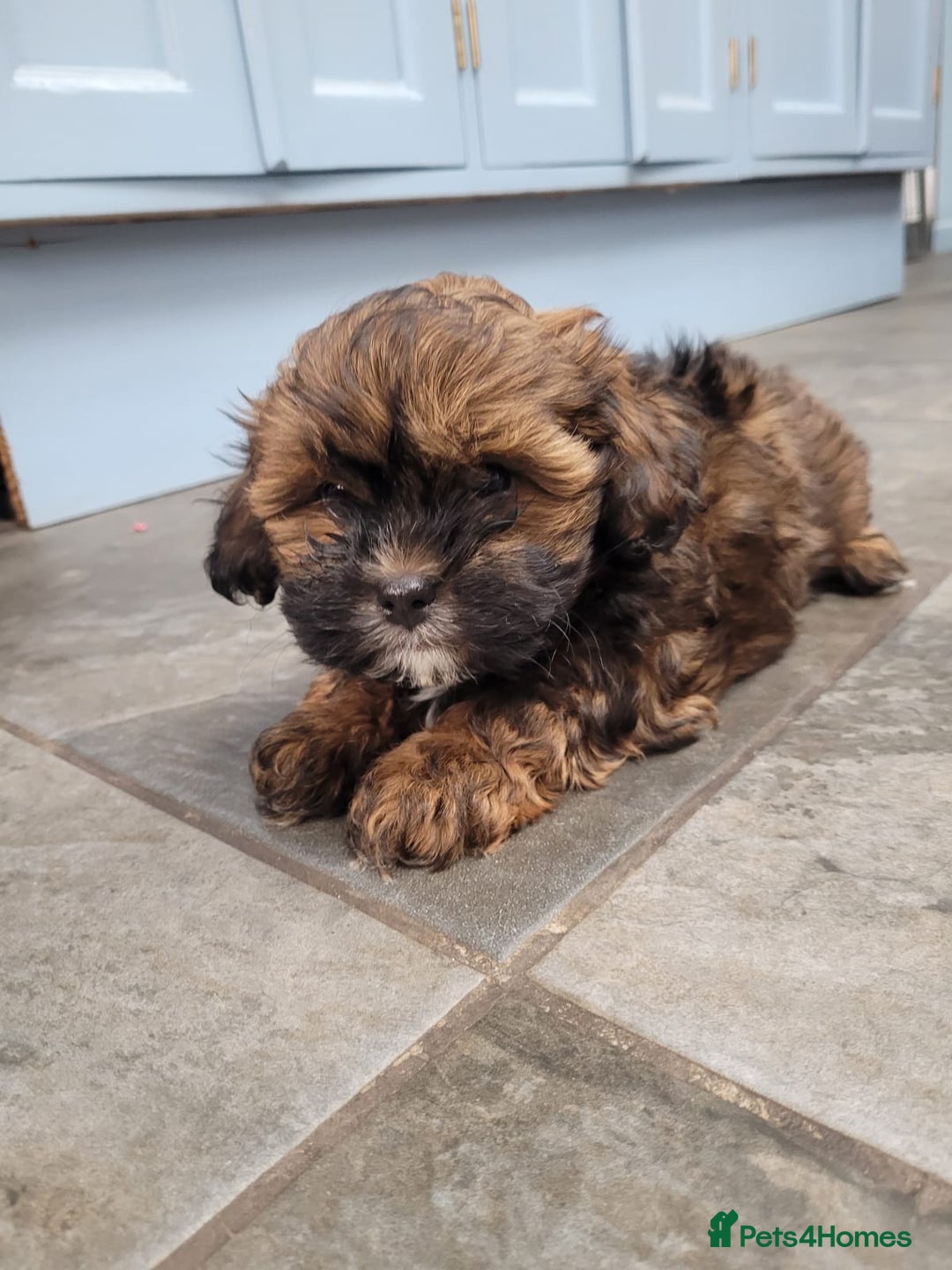 Shihpoo dogs for sale: Stunning Phantom Shihpoos! - Advert 6