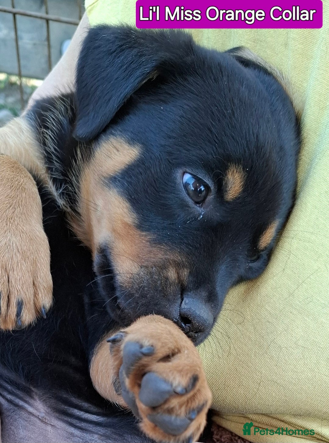 Rottweiler dogs for sale: Stunning Litter Of Shepweiler X Mastiff Pups - Image 26