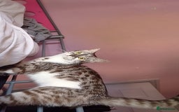 Bengal cats for sale: Imperial Bengal cross  - Image 3