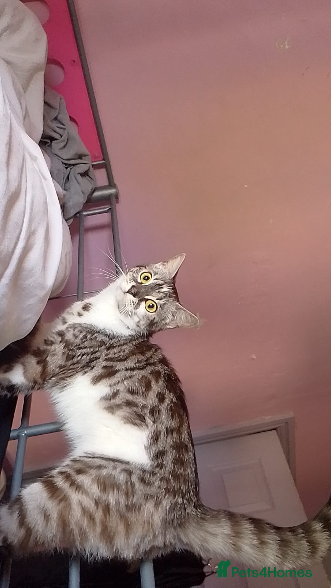 Bengal cats for sale: Imperial Bengal cross  - Image 3