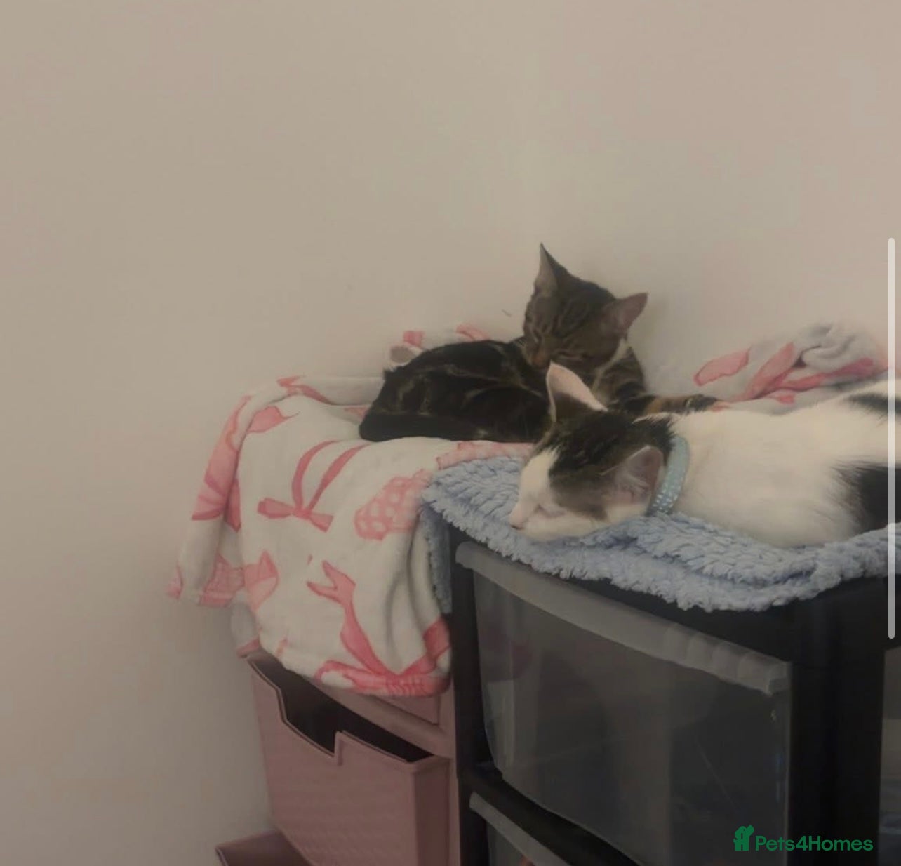 Mixed Breed cats 6 month old kittens brother and sister - Advert 4