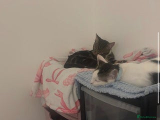 Mixed Breed cats 6 month old kittens brother and sister - Advert 1