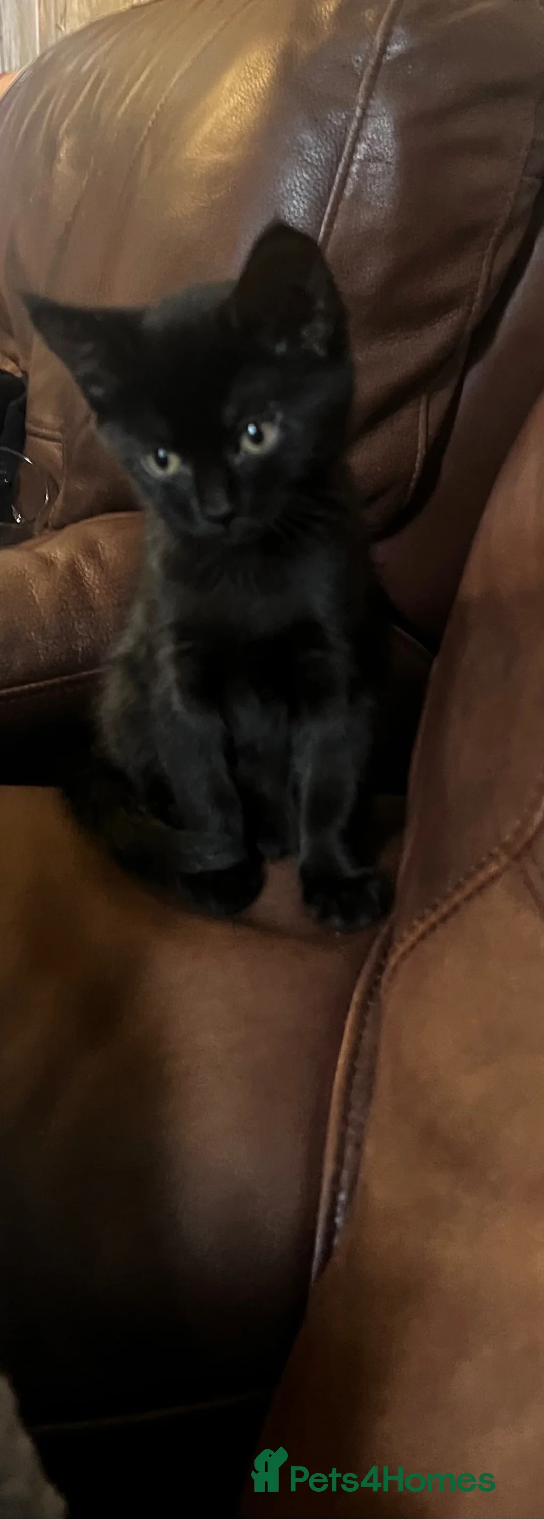 Mixed Breed cats for sale: Kittens for sale two girl kittens  - Advert 3