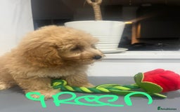 Coton De Tulear dogs for sale: Cotonoodle - Image 12