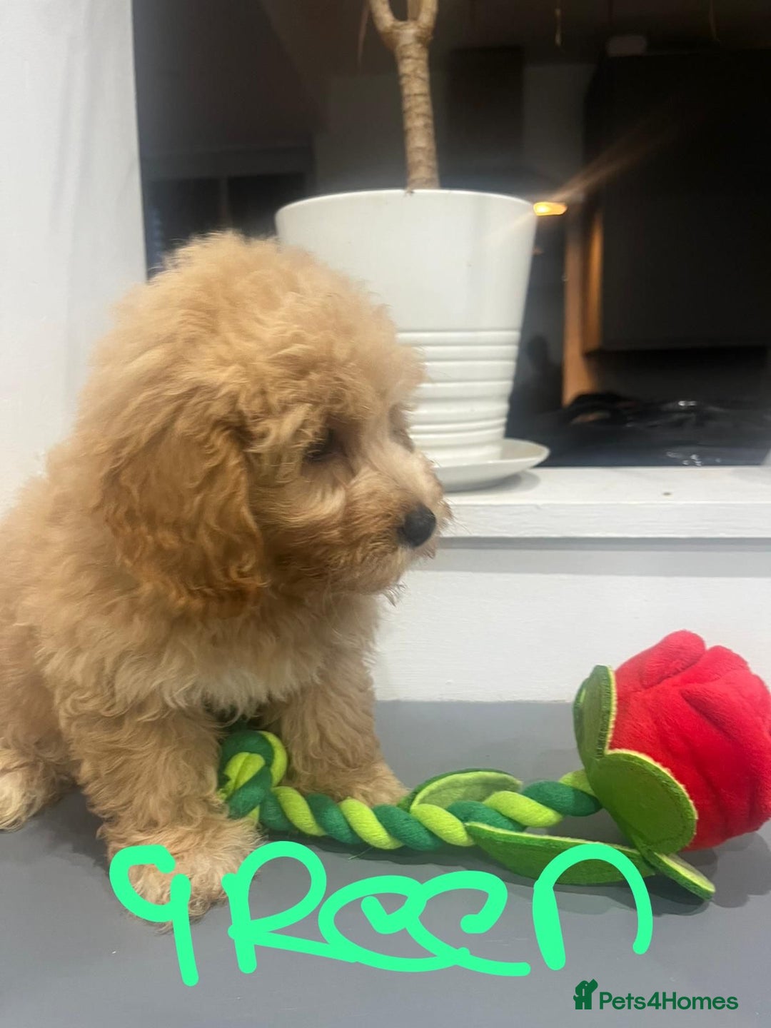 Coton De Tulear dogs for sale: Cotonoodle - Image 12