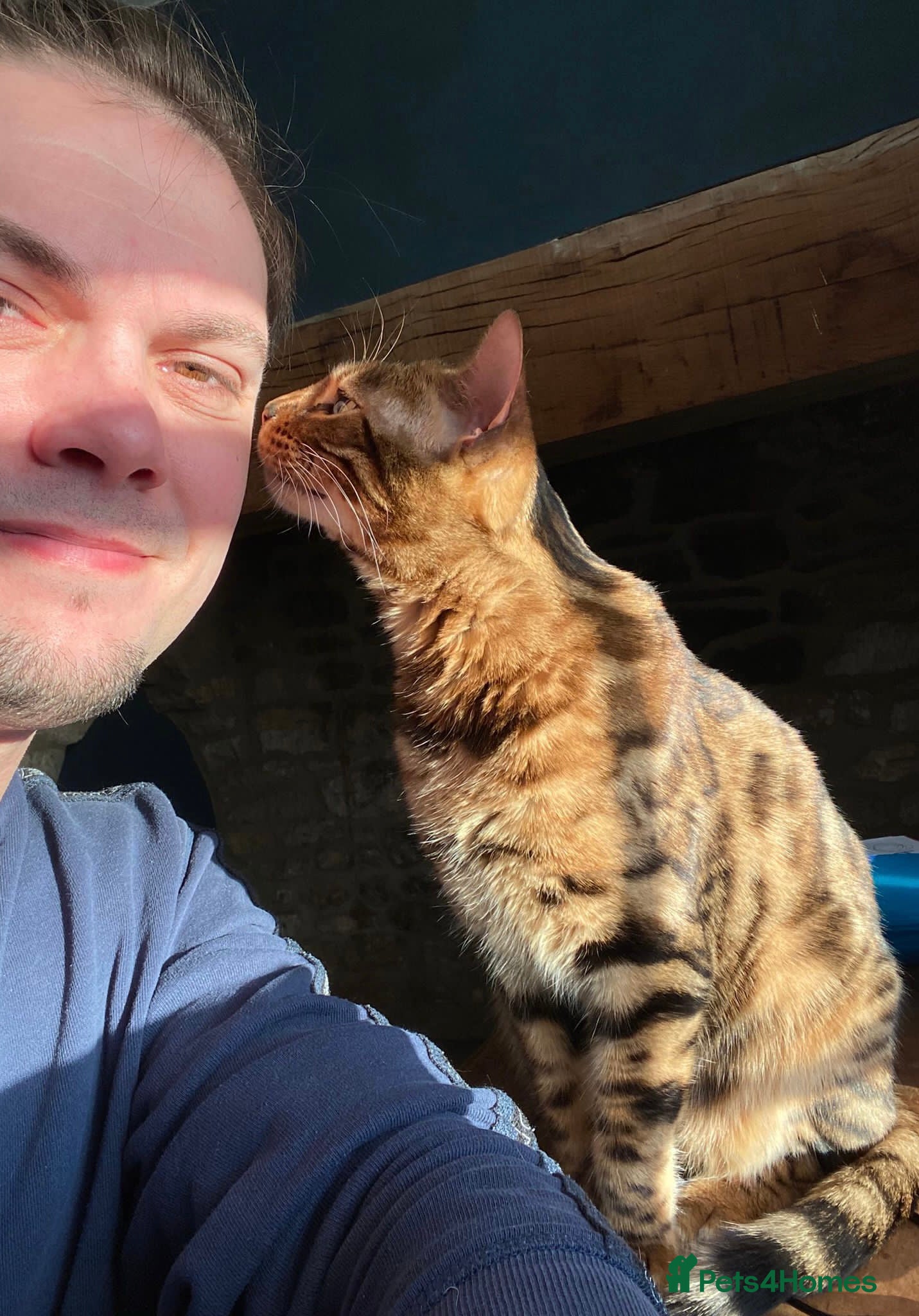 Bengal cats for sale: Beautiful Bengal 3 year old Girl - Advert 3