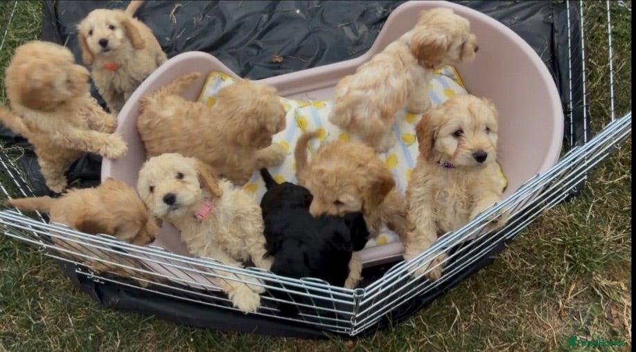 Cockapoo dogs Miniature cockapoo s - Advert 1