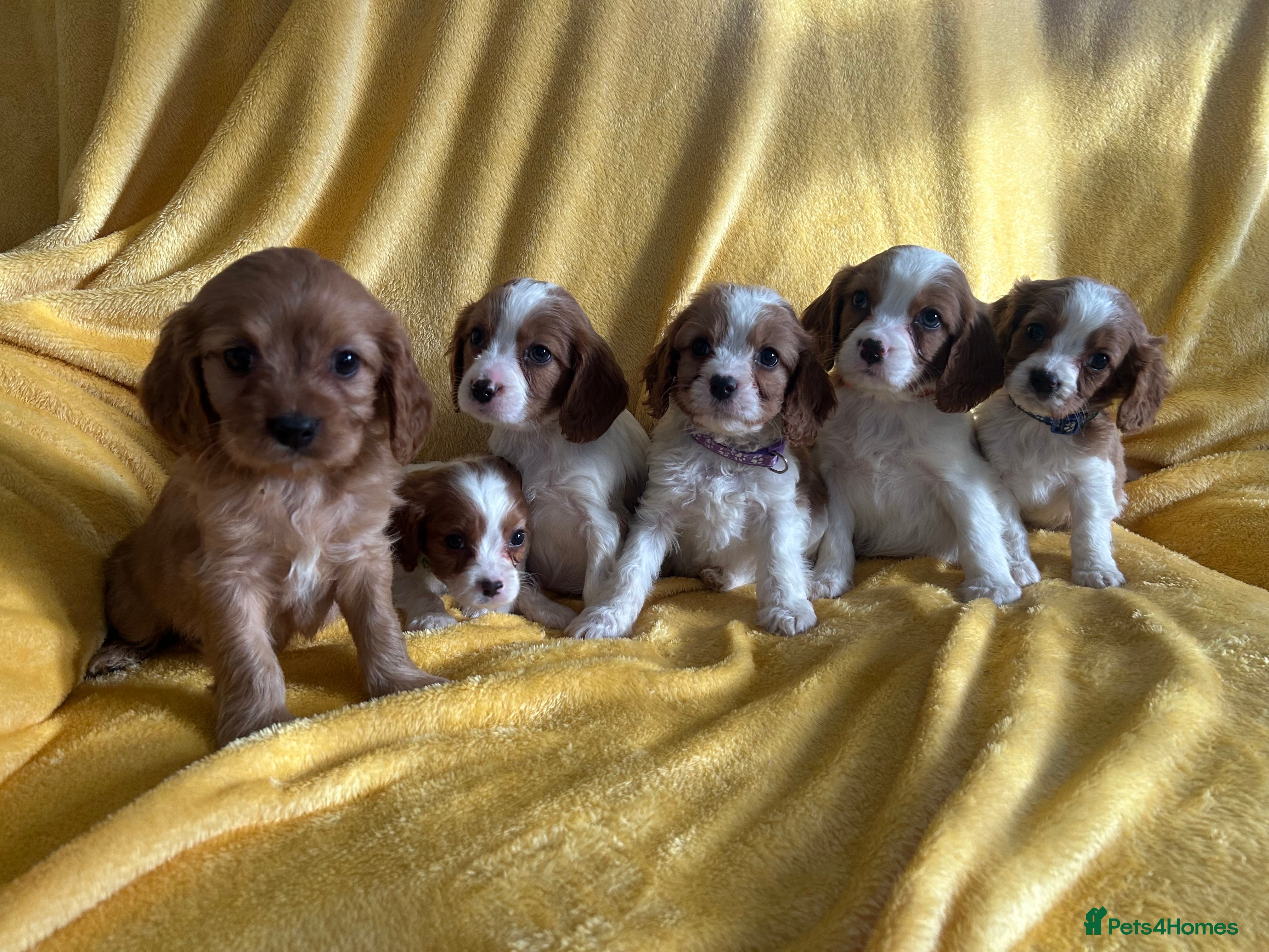 Cavapoo dogs Stunning cavapoos  - Advert 5