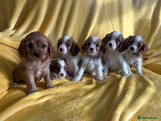 Cavapoo dogs Stunning cavapoos - Advert 2