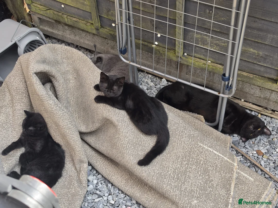 British Shorthair cats for sale: British shorthair - Advert 5