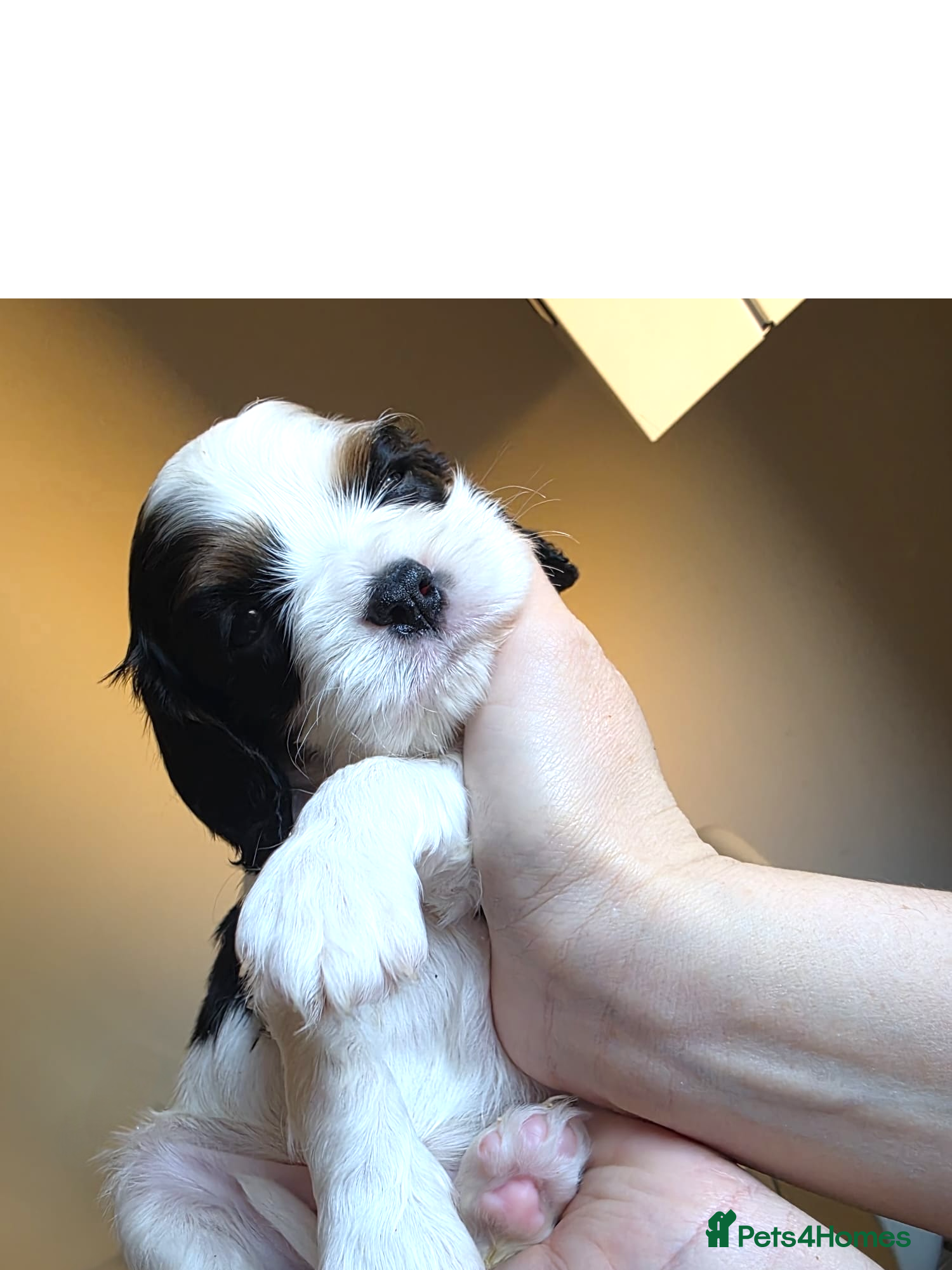 Cavalier King Charles Spaniel dogs Very rare in UK ultra-low COI 0.2% Choc carrier KC - Advert 4