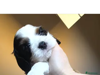 Cavalier King Charles Spaniel dogs Very rare in UK ultra-low COI 0.2% Choc carrier KC - Advert 4