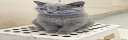 British Shorthair cats for sale: 2 Beautiful BSH Ready to Leave - GCCF Registered - Advert 5