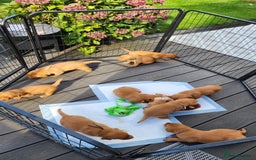 Labrador Retriever dogs for sale: KC Registered Fox Red Labrador Puppies - Image 9