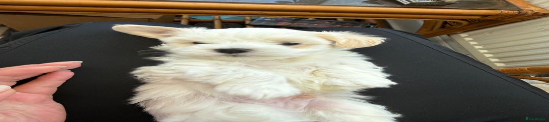 Bichon Frise Puppy 2