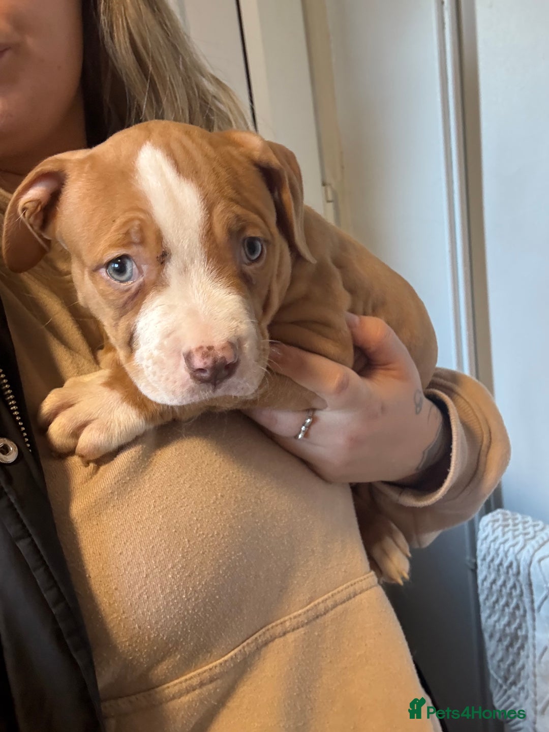 American Bulldog dogs for sale: Male American bulldog for sale  - Advert 6