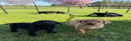 Labrador Retriever dogs for sale: Stunning,confident and loving Labrador puppies.  - Advert 3