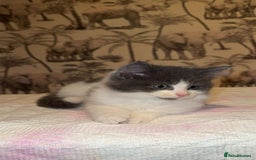 Mixed Breed cats for sale: Mixed breed long haired kittens - Image 1