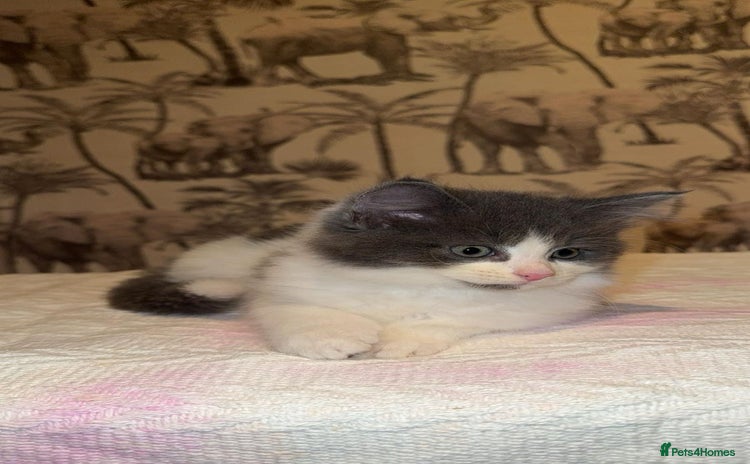 Mixed Breed cats - Advert 5