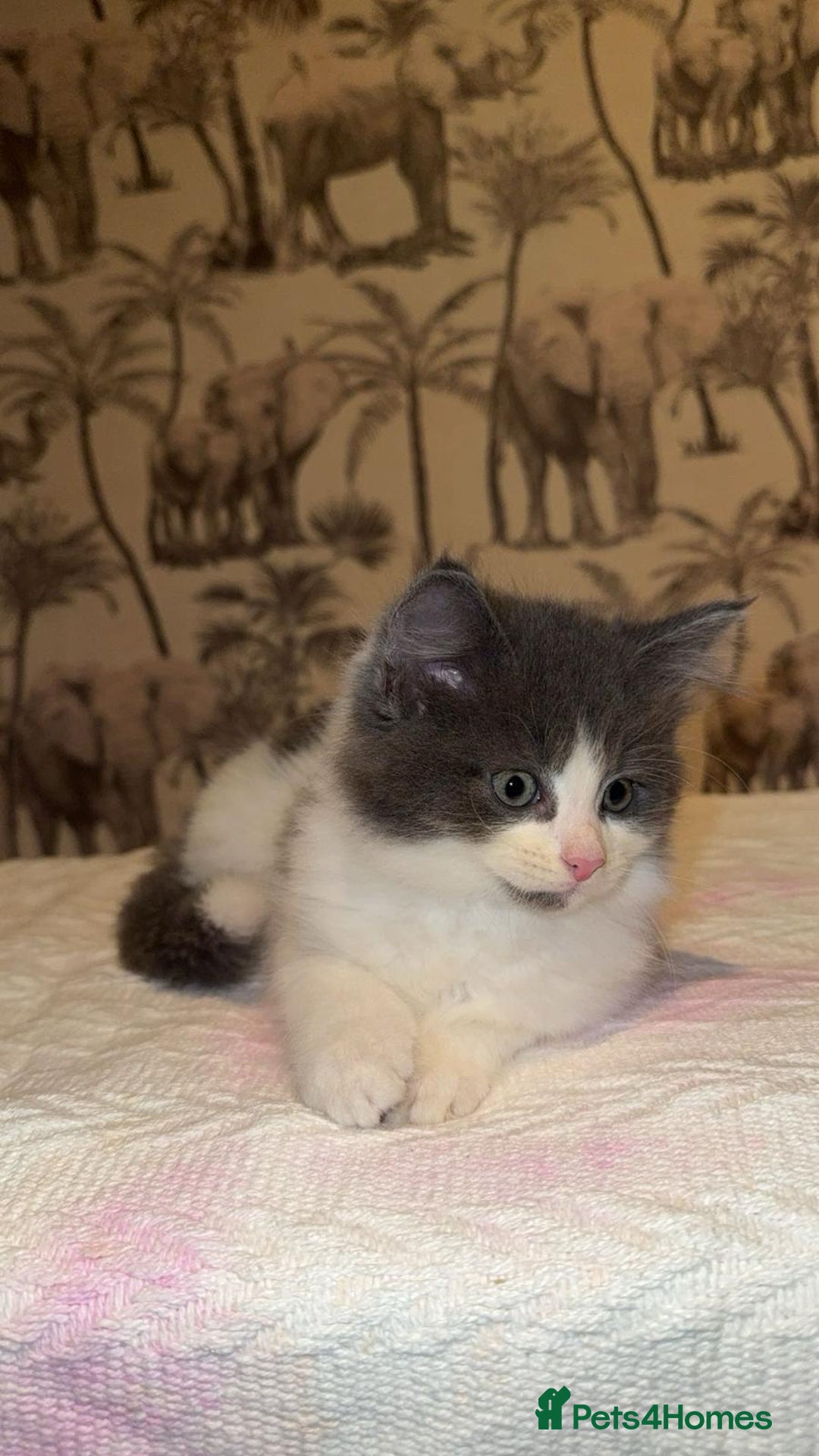 Mixed Breed cats for sale: Mixed breed long haired kittens - Image 1