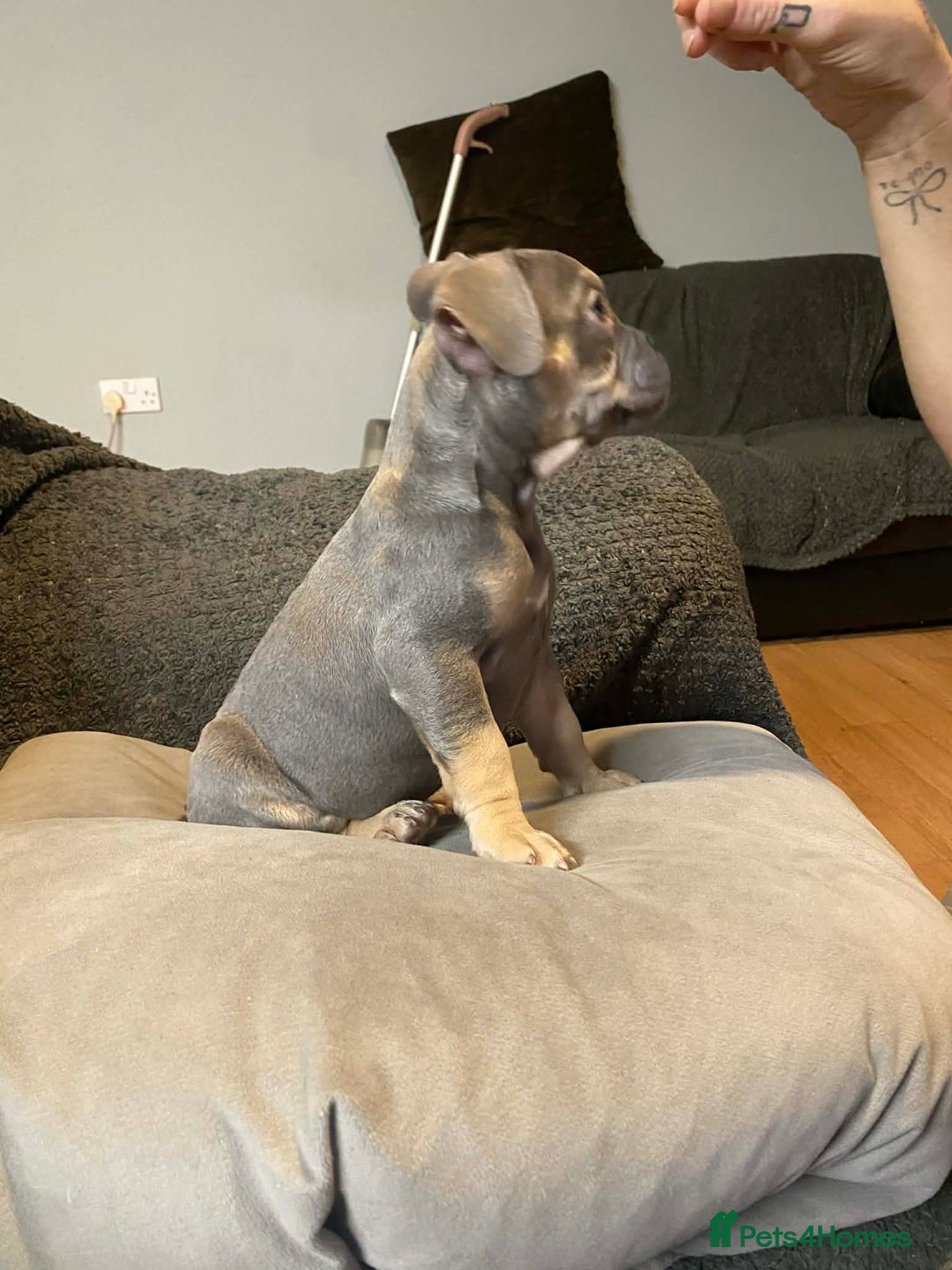 French Bulldog dogs for sale: French bulldog puppies x7  - Advert 5