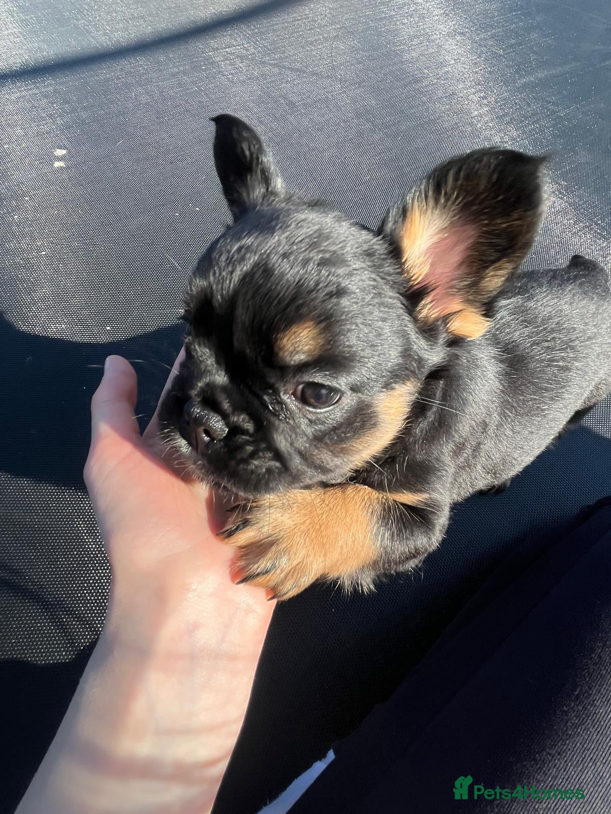 French Bulldog dogs French Bulldog Puppies 3 left REDUCED - Advert 1