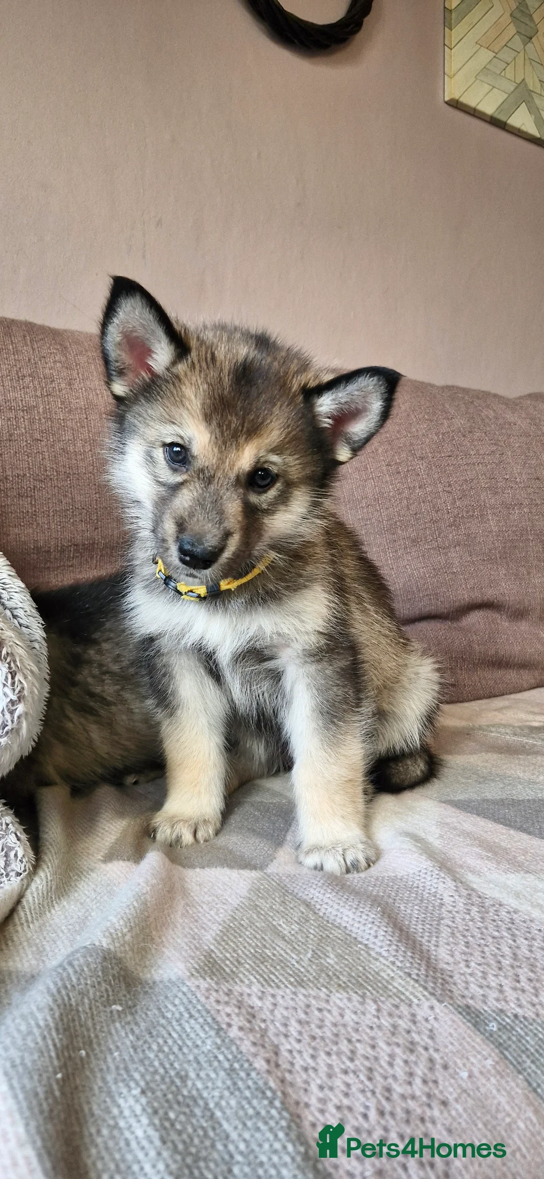 Mixed Breed dogs for sale: German sheperd Malamute  - Advert 28
