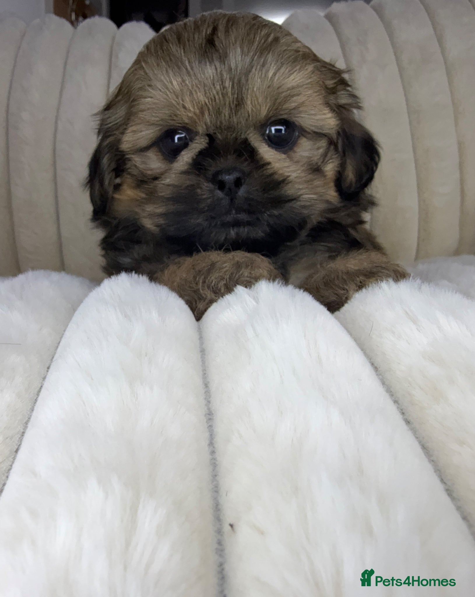 Shih Tzu dogs KC Imperial Shih Tzu Boy Ready For Home - Advert 3