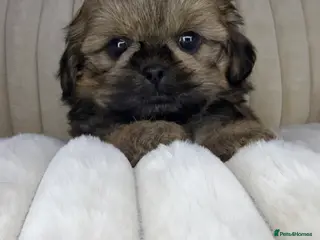 Shih Tzu dogs KC Imperial Shih Tzu Boy Ready For Home - Advert 5