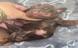 Cocker Spaniel dogs for sale: Show cocker spanials - Image 18