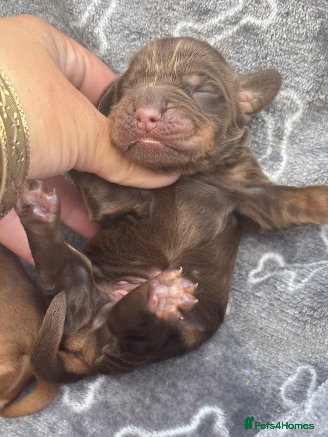Cocker Spaniel dogs for sale: Show cocker spanials - Image 18