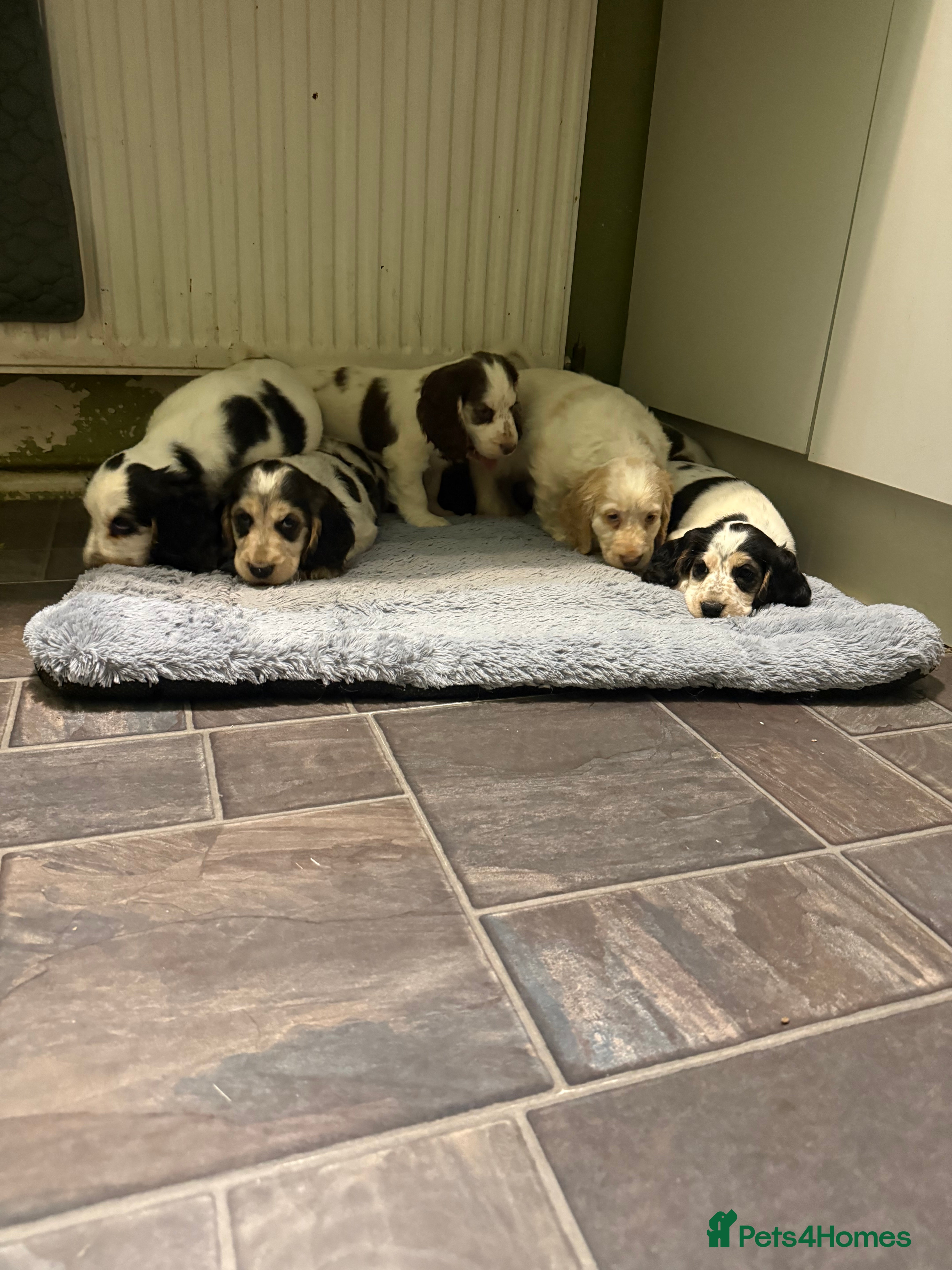 Cocker Spaniel dogs 7 beautiful sable roan stunners  - Advert 1