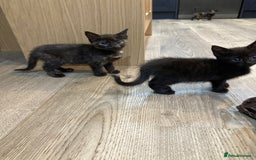 Mixed Breed cats for sale: Semi Longhaired Kittens - Image 16