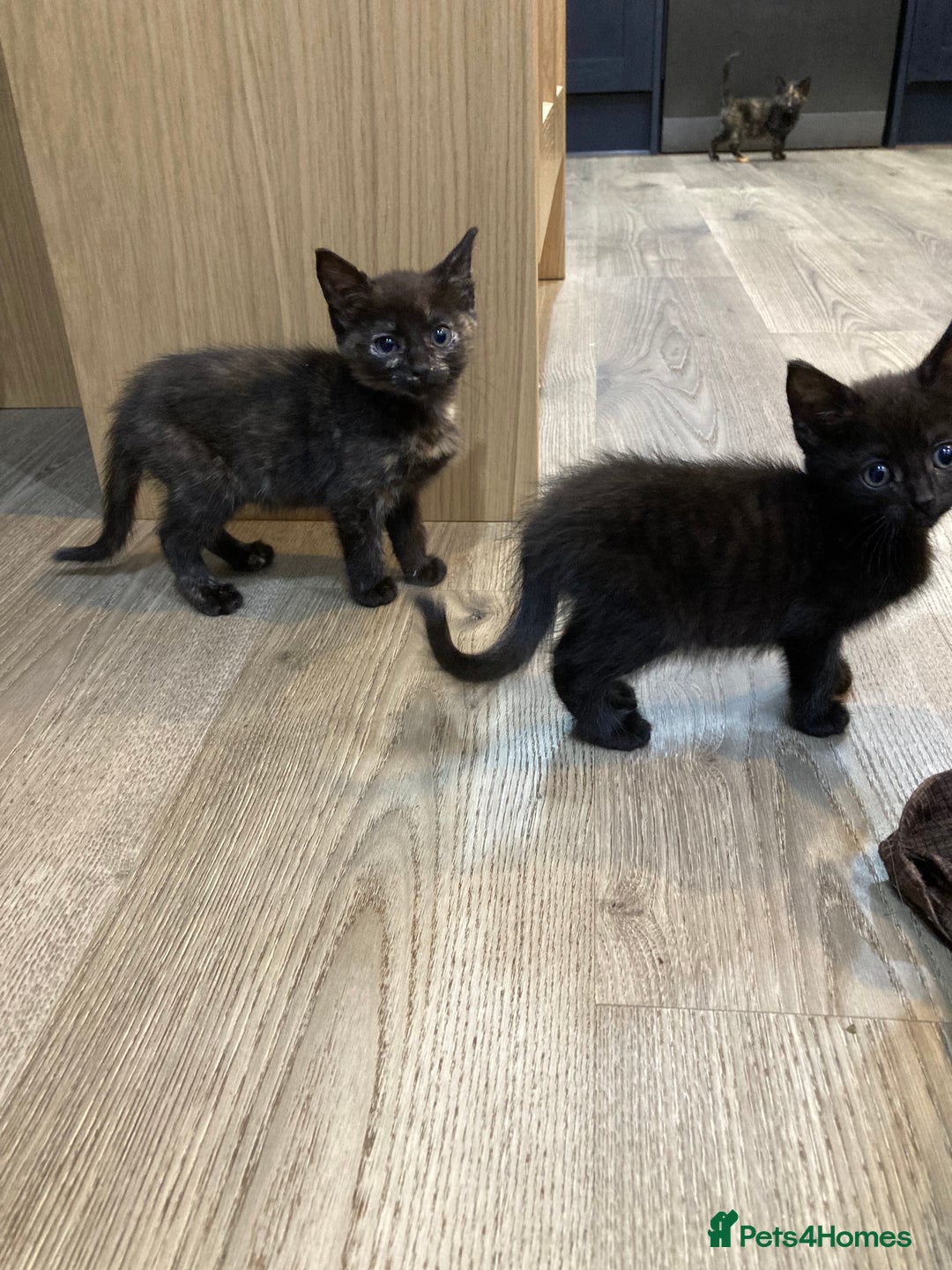 Mixed Breed cats for sale: Semi Longhaired Kittens - Image 16