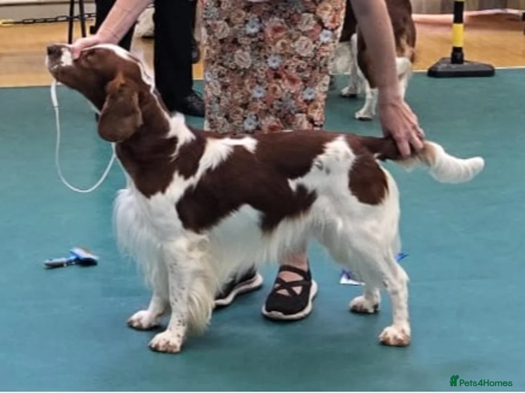 Welsh Springer Spaniel dogs for sale: Exceptionally promising litter of quality puppies in Camborne - Advert 4