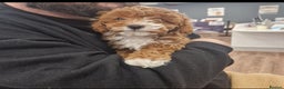 Cavapoo dogs for sale: F1 Toy red cavapoos  - Advert 5