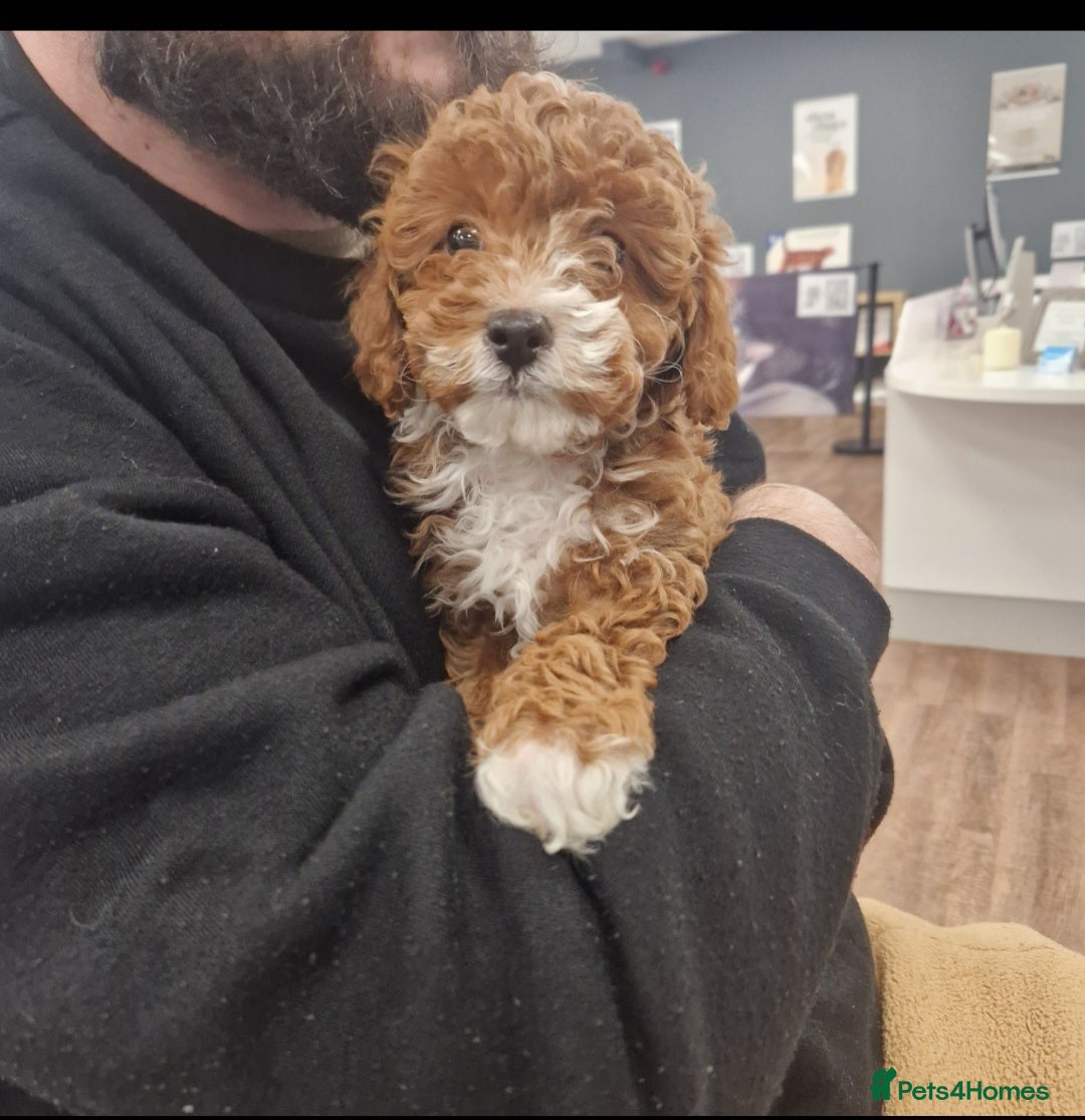 Cavapoo dogs for sale: F1 Toy red cavapoos  - Advert 5