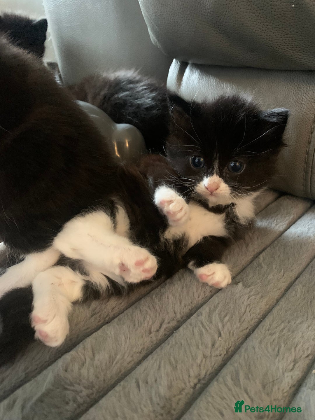 British Longhair cats for sale: Beautiful Tuxedo X Long haired Kittens ❤️ - Advert 4