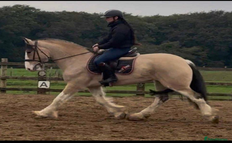 Clydesdale horses - Advert 1