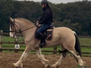 Clydesdale horses - Advert 19
