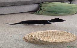 Mixed Breed cats for sale: Heart-Marked & Beautiful Kittens Ready - Image 21